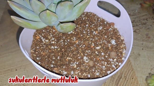 Sedum klavatum çelikleri /3liralik plastikten ekonomik şık bir aranjman /sukulent bakimi dikimi смотреть онлайн
