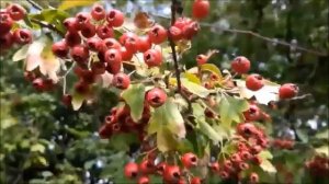 Ягодный релакс