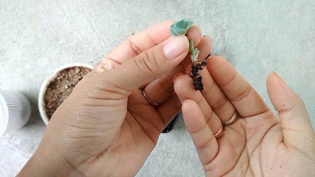 How to re-pot Succulents смотреть онлайн