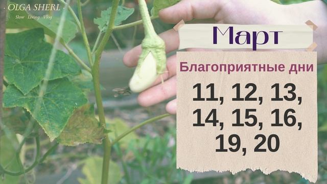 БАКЛАЖАНЫ: Лунный Посевной Календарь на 2023 год! Когда сажать баклажаны (синенькие) на рассаду? смотреть онлайн