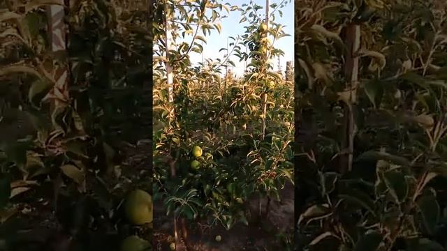 Ренет Симиренко на подвое М9, характеристика сорта смотреть онлайн