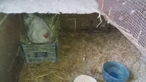 Сколько подкладывать яиц под квочку? 41+13=56? Жду гусят))