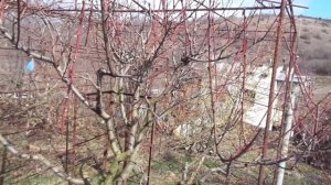 Курчавость персика: Скор, Хорус или Бордоская... Об обрезке.