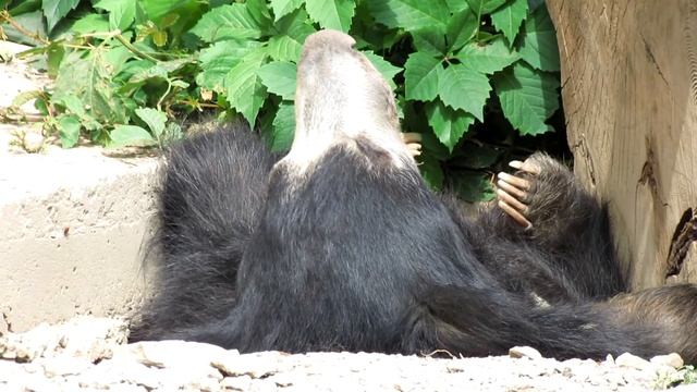 Медведь-губач спит смотреть онлайн