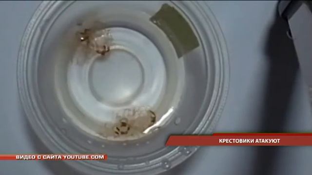 Крестовики атакуют. Медузы нападают на отдахающих в Приморье смотреть онлайн