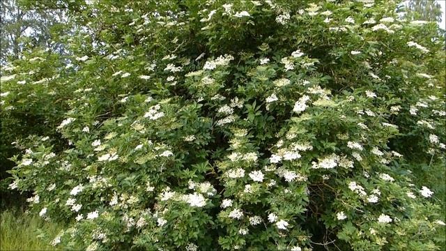 Июньский винегрет обо всём.  ЛЕТО - зарядим наши 