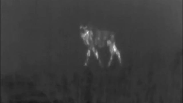 Работает тепловизор... смотреть онлайн