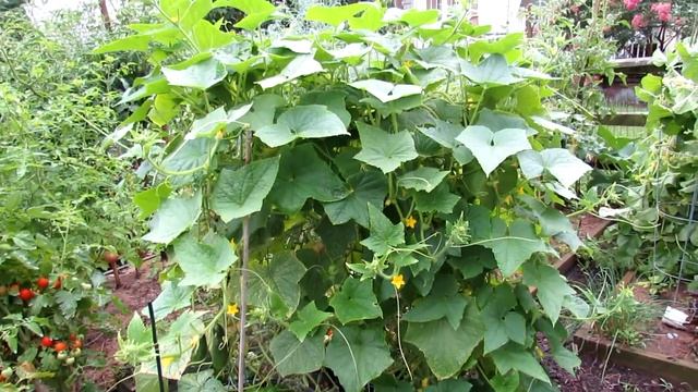 Saving Yellow Beat-Up Midseason Cucumber Plants смотреть онлайн
