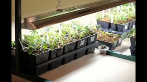 Перец на балконе! Выращивание перца на окне