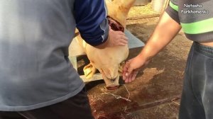 Откуда Мясо на Прилавках в Магазинах? / Разделка Туши Свиньи от Начала до Конца / Butchering a Pig