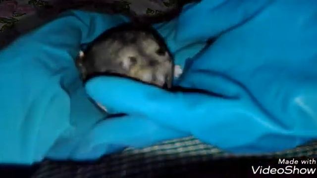 Как определить пол хомяка смотреть онлайн
