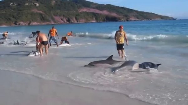 Люди спасли дельфинов