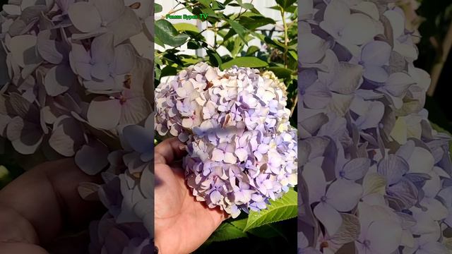САЖЕНЦЫ ГОРТЕНЗИИ КРУПНОЛИСТНО С ПОВЫШЕННОЙ ЗИМОСТОЙКОСТЬЮ ДЛЯ МОСКОВСКОЙ ОБЛАСТИ смотреть онлайн