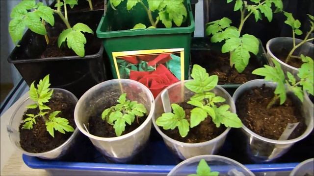 Комнатные томаты! Амариллис! С Новым 2020 годом!!! смотреть онлайн