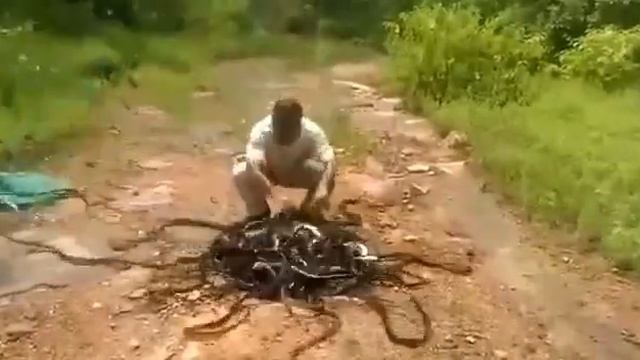 snakes! A hell lot of SNAKES смотреть онлайн