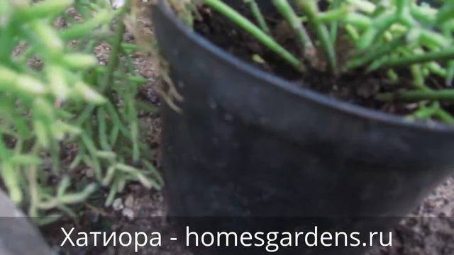 Хатиора - танцующий скелет