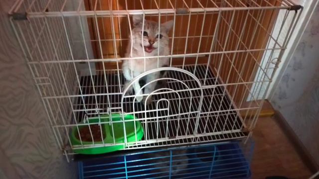 Тема: Профессия "Волонтёр". Поездка в приют для животных г. Костанай смотреть онлайн