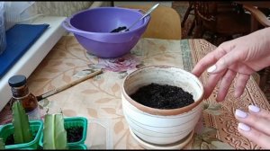 ЭПИФИЛЛУМ. РАЗМНОЖЕНИЕ ЧЕРЕНКАМИ И УХОД