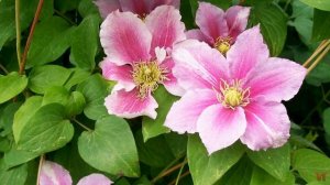 Клематис «Пиилу» (Clematis Piilu)
