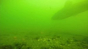 Подводная съёмка поклёвки амура