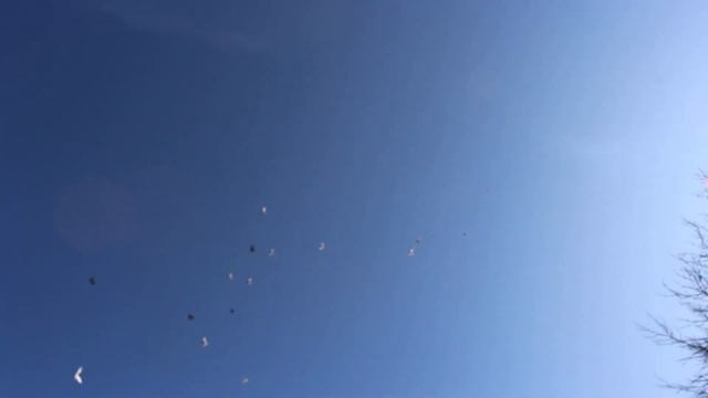 Сегодня ветер, Поднимаю под ветерок своих Бойных голубей смотреть онлайн