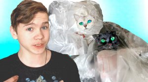 ЛОВУШКИ для КОШЕК!  КТО ПЕРВАЯ ОСВОБОДИТСЯ - ПОЛУЧИТ ПРИЗ!