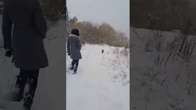 той-терьер и снег смотреть онлайн