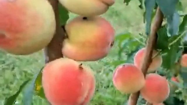 Персик колоновидный Медовый, Триумф, Юбилей столицы, Сувенир. Россия | Растущая Таврида смотреть онлайн