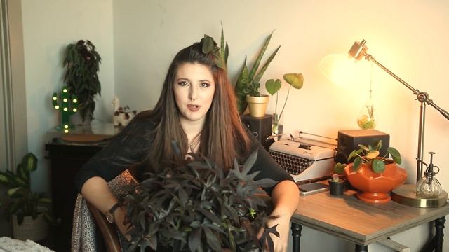 Ornamental Sweet Potato Vine Care Guide For Beginners (Sweet Caroline) смотреть онлайн