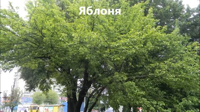 Деревья. Презентация для дошкольников смотреть онлайн