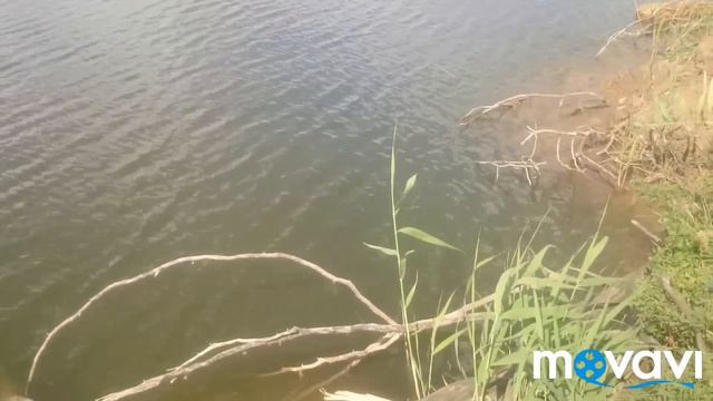 🔴 Деревенские будни, Рыбалка, жатва, покос, голуби смотреть онлайн