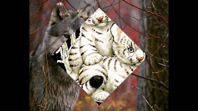 Очень красивые животные)) смотреть онлайн