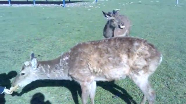 Ручные олени, оленья ферма в Закарпатье смотреть онлайн