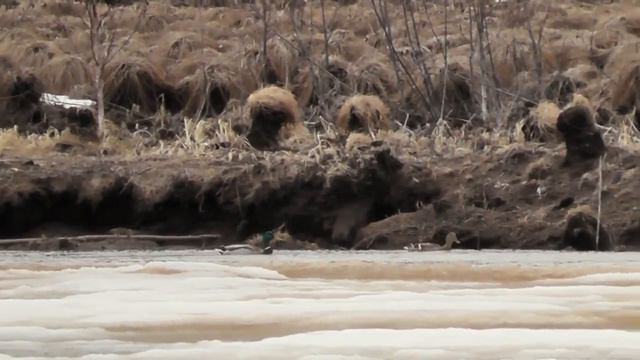 Утки 22.04.2016 смотреть онлайн