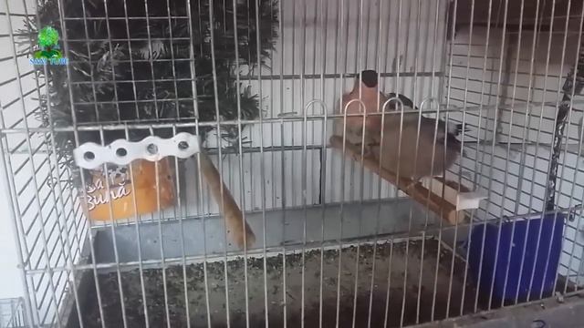 Bullfinch - Pyrrhula pyrrhula - Mugurari смотреть онлайн