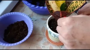 КОДИЕУМ ПЕТРА (КРОТОН). ПЕРЕСАДКА ПОСЛЕ ПОКУПКИ И УХОД