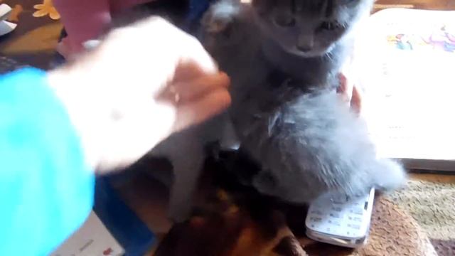 скотиш - фолд смотреть онлайн