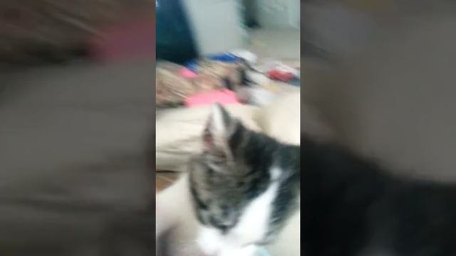 Attack of Kitten смотреть онлайн