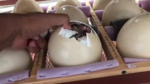 Туякуш жужалари очилиш жарайони! вылупление птенцов страуса  #страус #straus #tuyaqush #ostrich