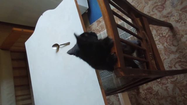 чёрная кошка Лоя смотреть онлайн