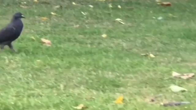 Девушка Влада Бахова ✔️ Влад Бахов вопросы на которые до сих пор нет ответов ✔️ Дело Влада Бахова смотреть онлайн