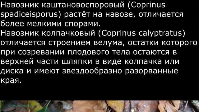 Навозник белый Coprinus comatus Описание Съедобность Токсичность Видео определитель смотреть онлайн