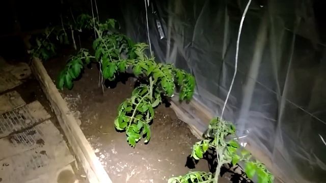 Ночная ревизия теплицы. В ожидании заморозков смотреть онлайн