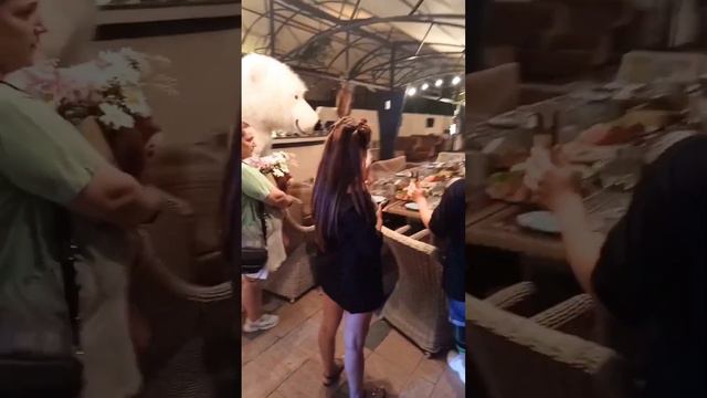 Белый мишка медведь из Сочи ночью в ресторане стащил бутылочку со стола именинницы🤪 смотреть онлайн