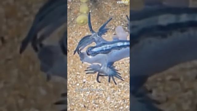 weird facts about Blue Sea Dragon смотреть онлайн