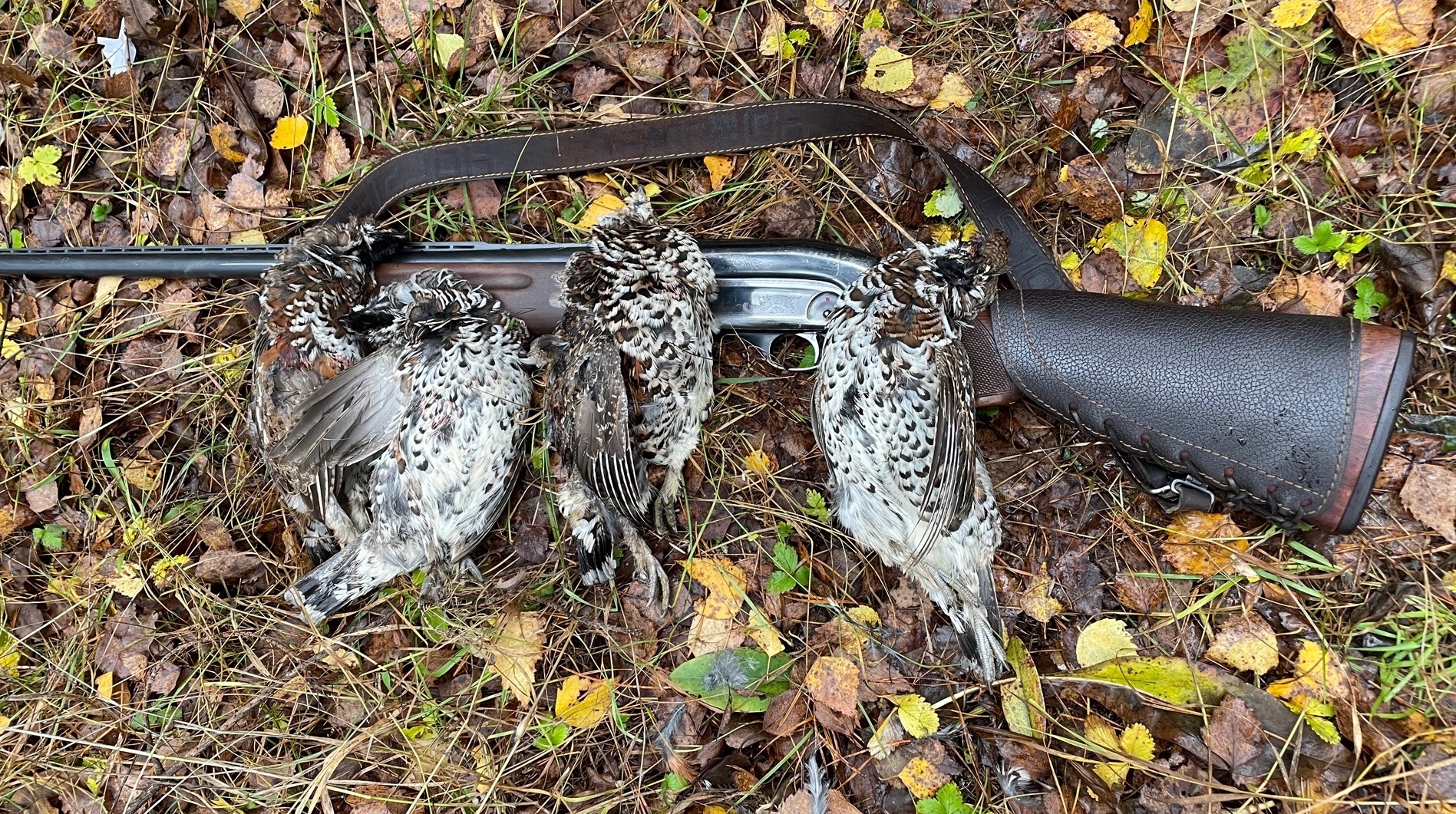 Охота осенью 2023