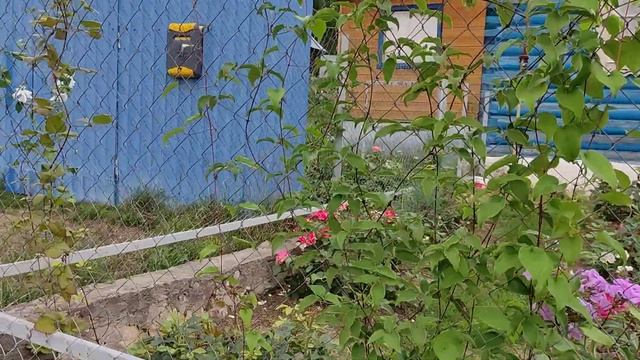 Как продлить цветение клематиса. Клематис Х. Ф. Янг