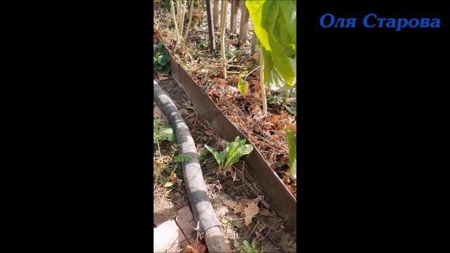 19.09.2021 год. Дача! смотреть онлайн