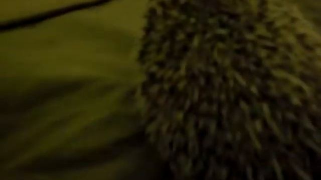 spike the hedgehog 2 смотреть онлайн