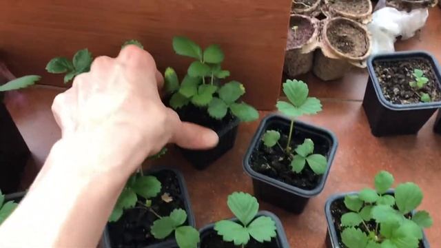 Как вырастить ЗЕМЛЯНИКУ из семян в домашних условиях смотреть онлайн